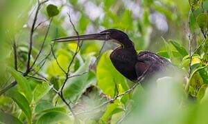 Agami Heron