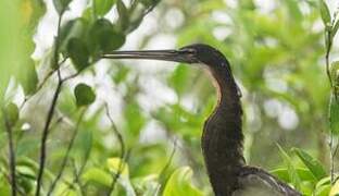 Agami Heron