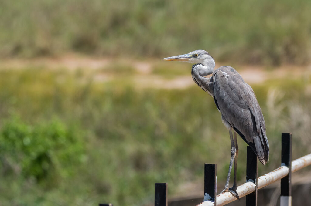 Grey Heron