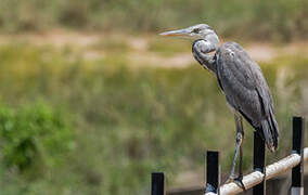 Grey Heron