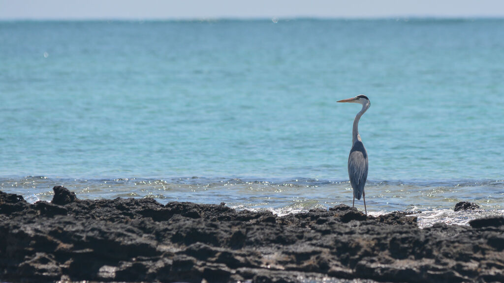 Grey Heron