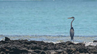 Grey Heron