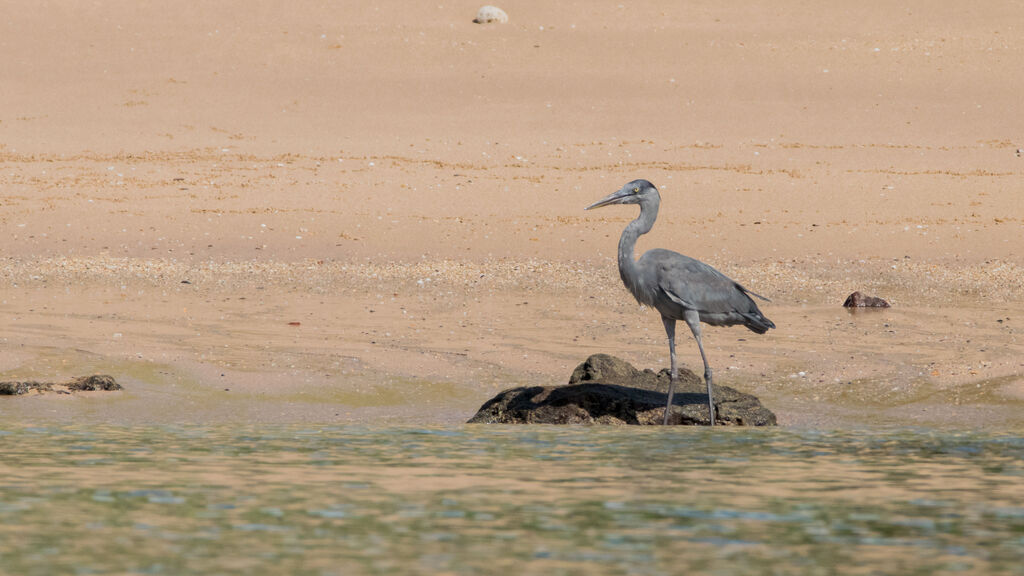 Humblot's Heron