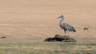 Humblot's Heron