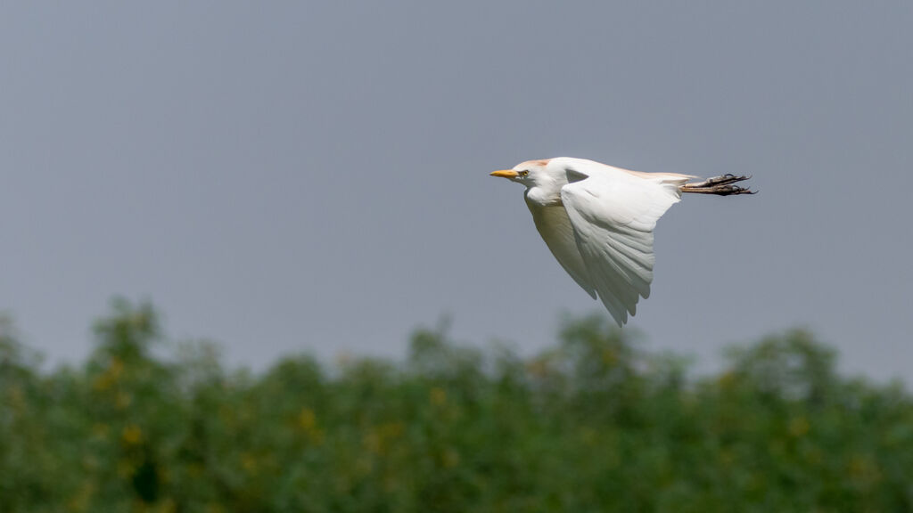 Western Cattle Egret