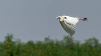 Western Cattle Egret