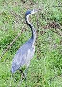 Black-headed Heron