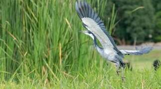 Black-headed Heron