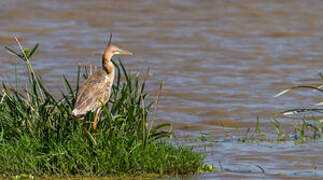 Purple Heron