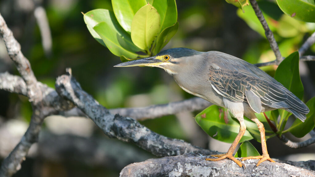 Striated Heron