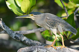 Striated Heron