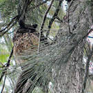Hibou malgache