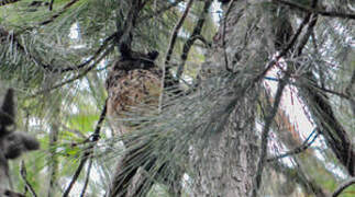 Madagascar Owl