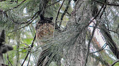 Hibou malgache