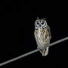 Hibou strié