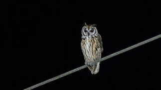 Striped Owl