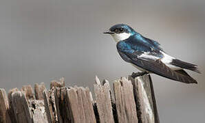 White-winged Swallow