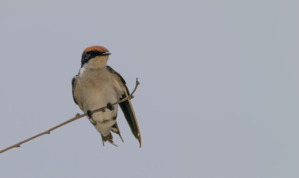 Wire-tailed Swallow