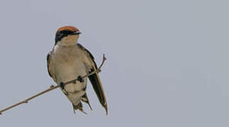 Wire-tailed Swallow