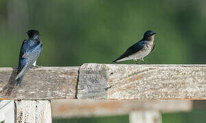 Grey-breasted Martin