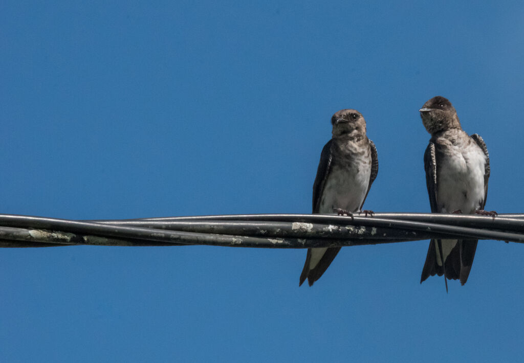 Grey-breasted Martin