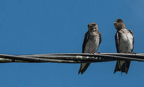 Grey-breasted Martin