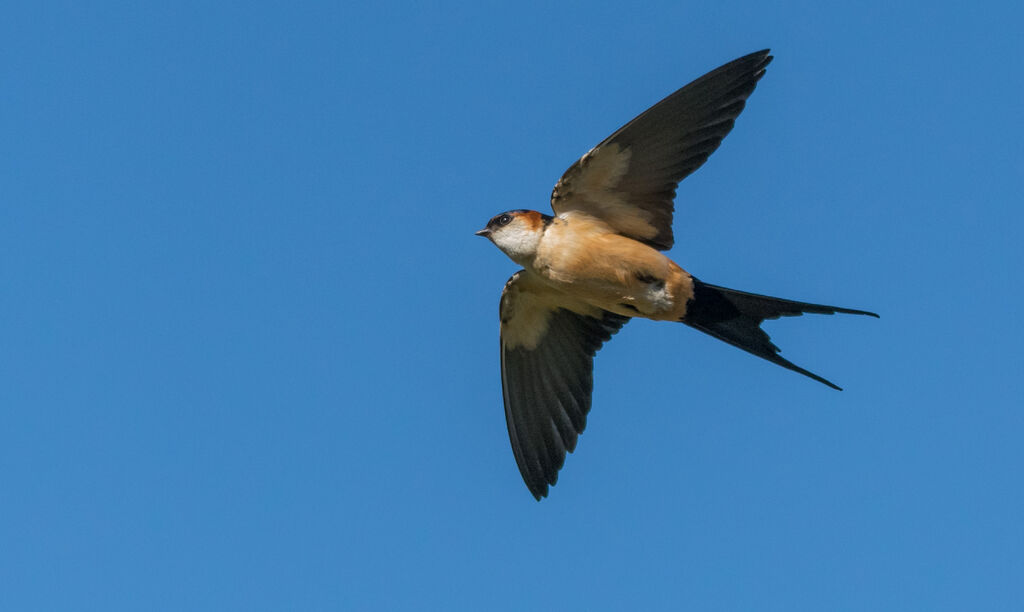 Red-rumped Swallow