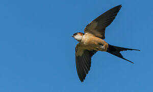 Red-rumped Swallow