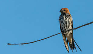 Lesser Striped Swallow