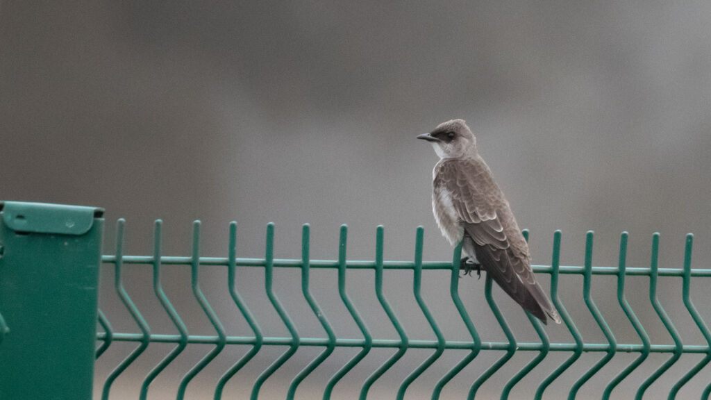 Brown-chested Martin