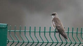 Brown-chested Martin