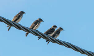 Brown-chested Martin