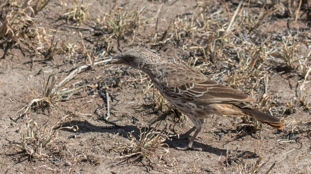 Rufous-tailed Weaver