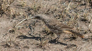 Rufous-tailed Weaver