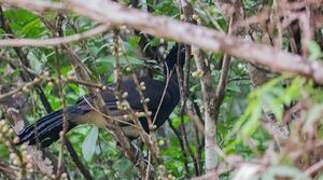 Black Curassow