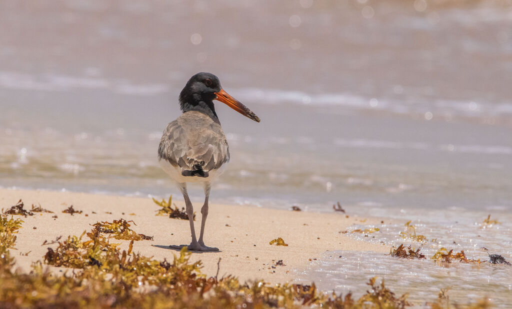 American Oystercatcher