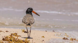 American Oystercatcher