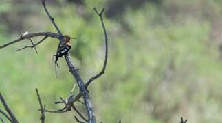 African Hoopoe