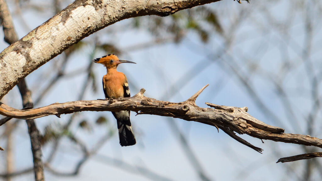 Huppe de Madagascar