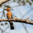 Huppe de Madagascar