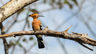 Madagascar Hoopoe