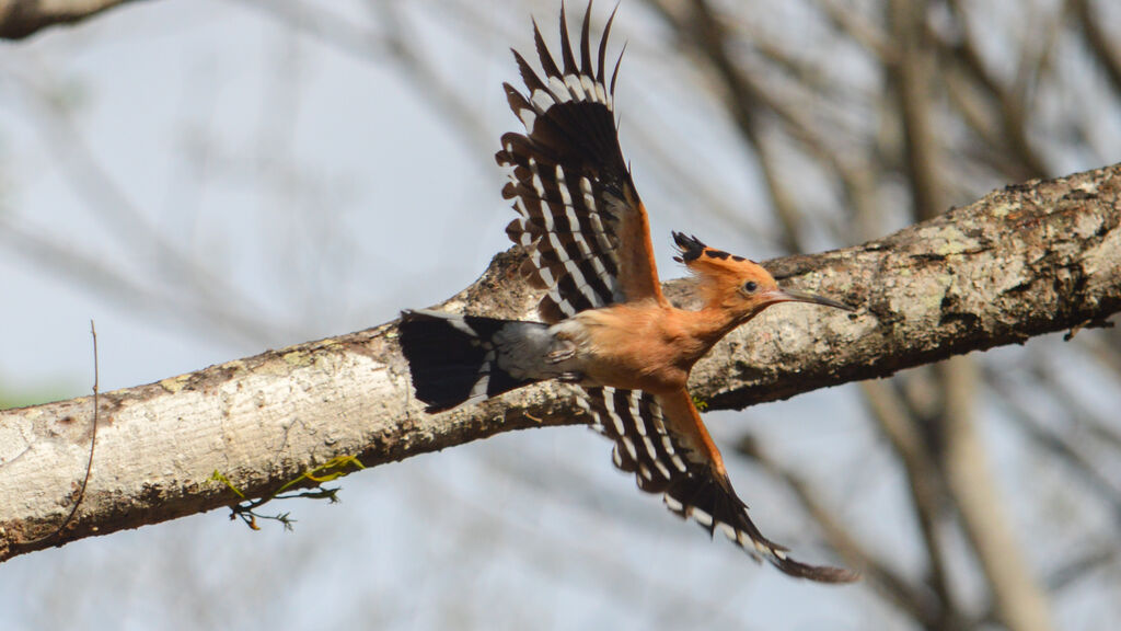 Huppe de Madagascar