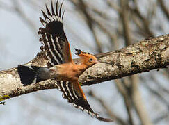 Madagascar Hoopoe