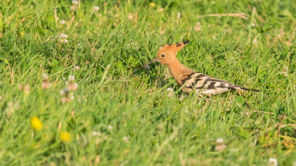 Eurasian Hoopoe