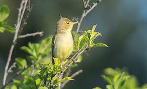 Melodious Warbler