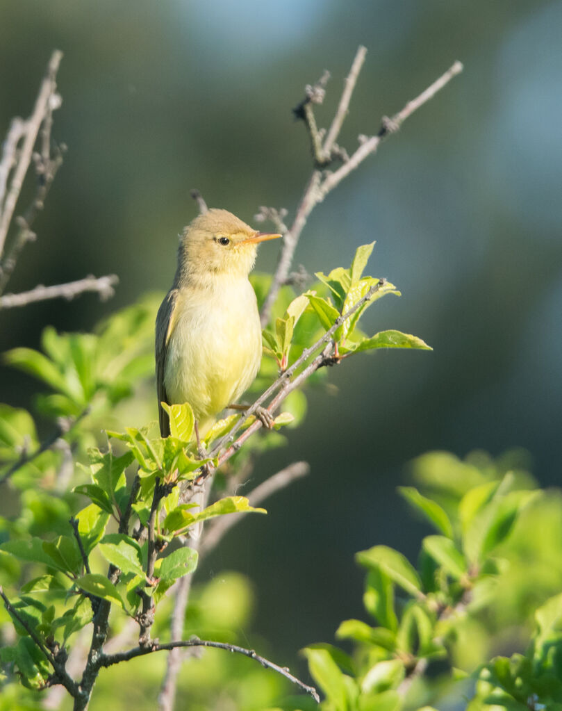 Melodious Warbler