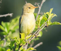 Melodious Warbler