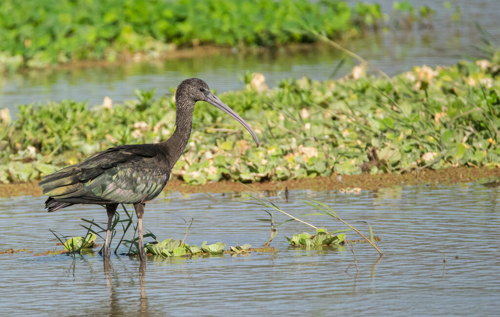 Ibis falcinelle