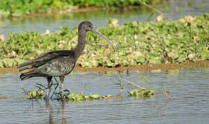 Glossy Ibis