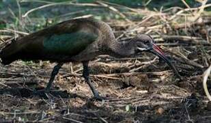 Hadada Ibis